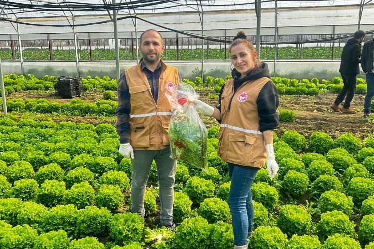 Bursa'da yaprağı yenen sebzelerde pestisit kontrolü
